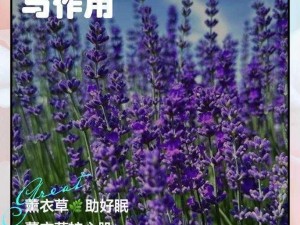 薰衣草研究所免费进入在线，是真的吗？为什么可以免费进入在线呢？