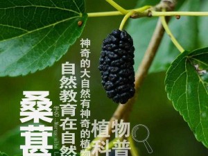 《探索伊洛纳桑葚的秘密：在哪里可以找到这种神奇的果实？》