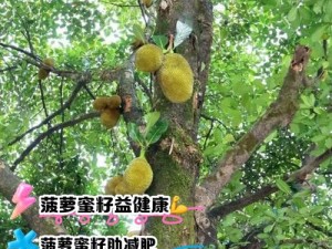 菠萝菠萝蜜免费播放高清，为何还要充值会员？