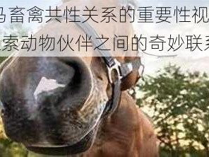 人马畜禽共性关系的重要性视频——探索动物伙伴之间的奇妙联系