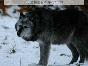 av 狼到底是个什么东西？