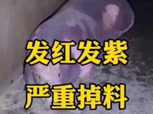 在猪的脸上印满口红印，这样的行为是否合适？