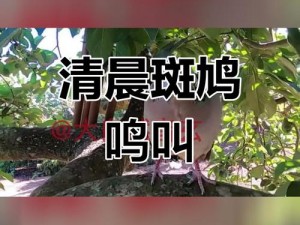 如何在竖屏模式下设置斑鸠？