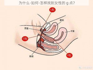 为什么-如何-怎样找到女性的 g 点？