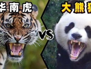 太极熊猫与闪电虎：揭秘闪电虎全方位实力详解