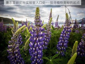 薰衣草研究所实验室入口处——探寻植物奥秘的起点