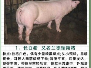 欧美 zooskoolpigzoo 猪，高端猪养殖技术，提供优质猪肉