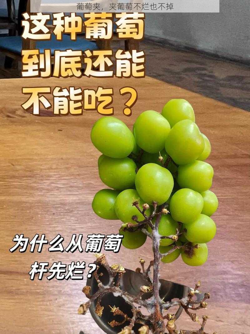 葡萄夹，夹葡萄不烂也不掉