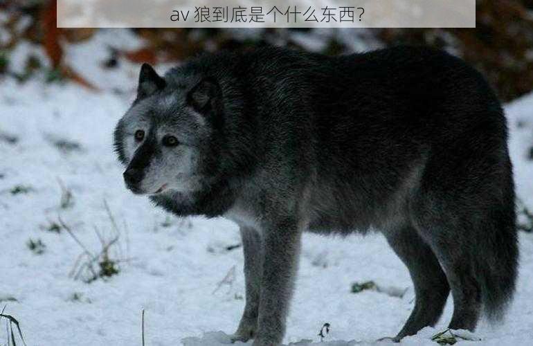 av 狼到底是个什么东西？