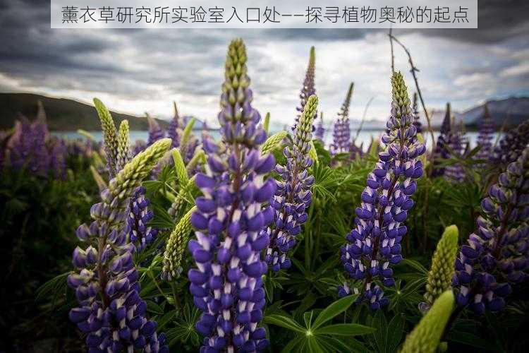 薰衣草研究所实验室入口处——探寻植物奥秘的起点