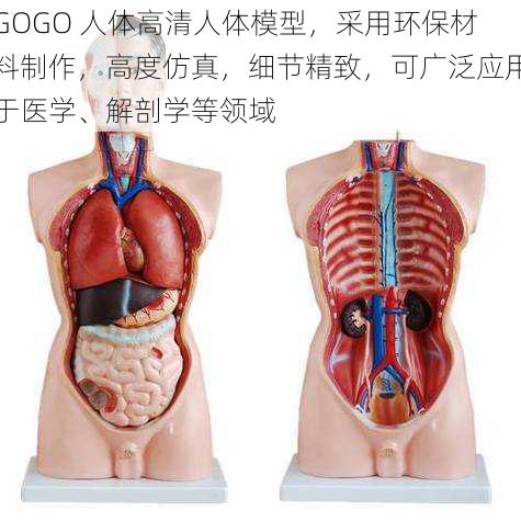 GOGO 人体高清人体模型，采用环保材料制作，高度仿真，细节精致，可广泛应用于医学、解剖学等领域