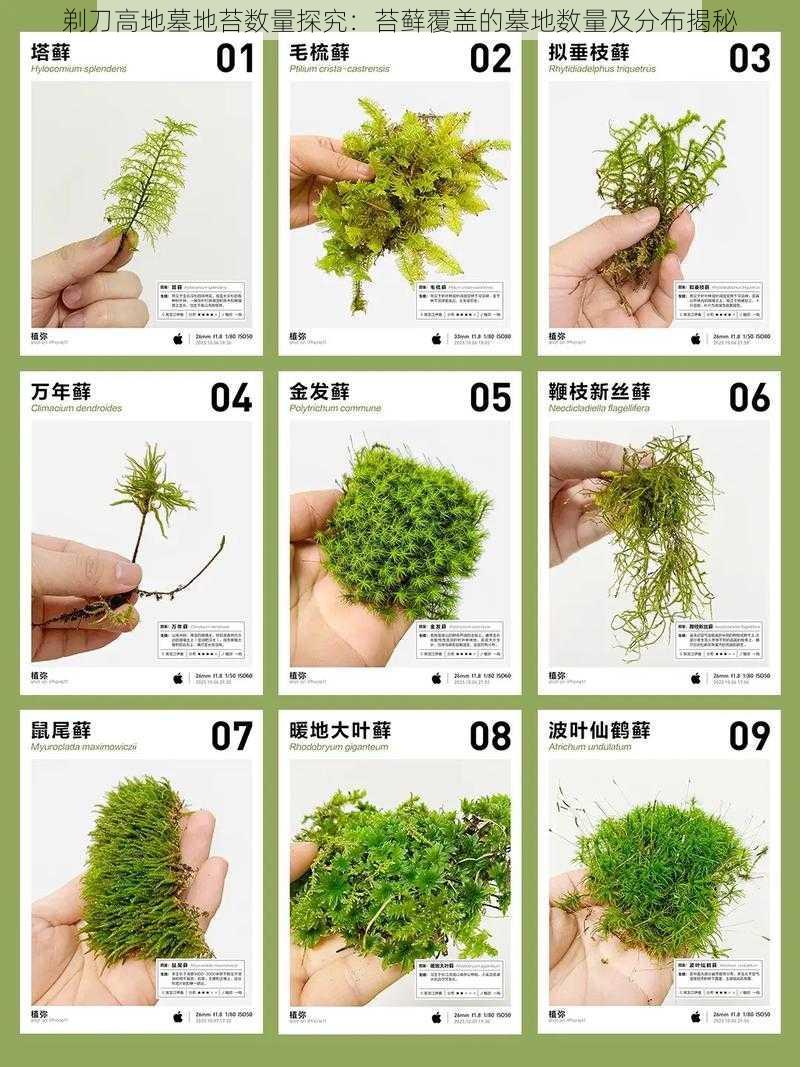 剃刀高地墓地苔数量探究：苔藓覆盖的墓地数量及分布揭秘