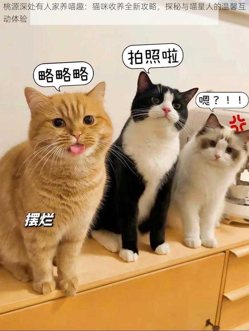 桃源深处有人家养喵趣：猫咪收养全新攻略，探秘与喵星人的温馨互动体验