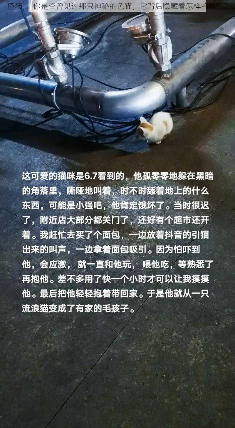 色猫;：你是否曾见过那只神秘的色猫，它背后隐藏着怎样的故事？