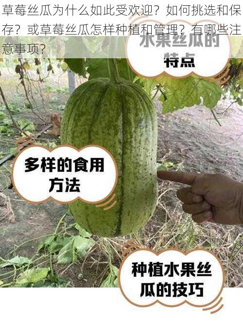 草莓丝瓜为什么如此受欢迎？如何挑选和保存？或草莓丝瓜怎样种植和管理？有哪些注意事项？