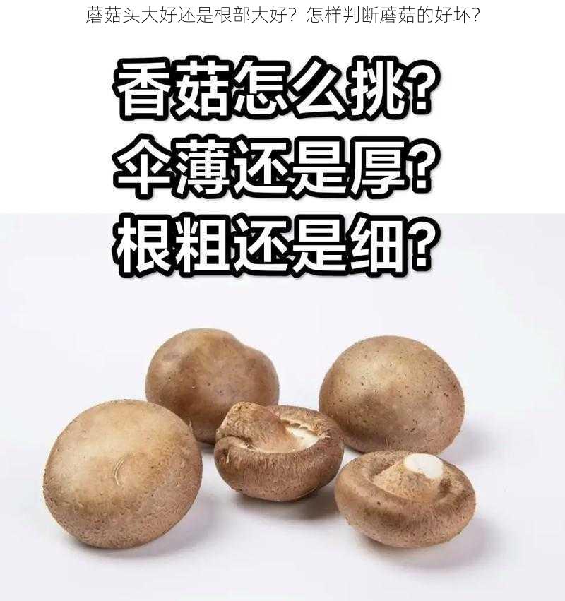 蘑菇头大好还是根部大好？怎样判断蘑菇的好坏？