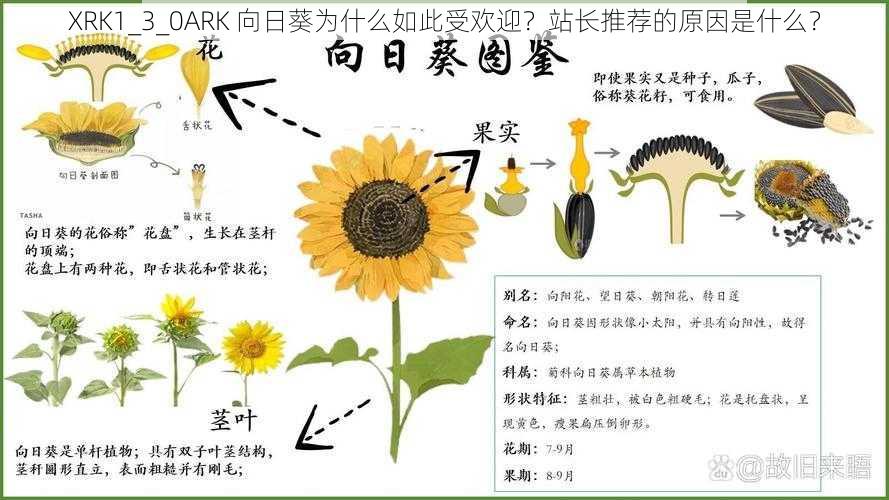 XRK1_3_0ARK 向日葵为什么如此受欢迎？站长推荐的原因是什么？