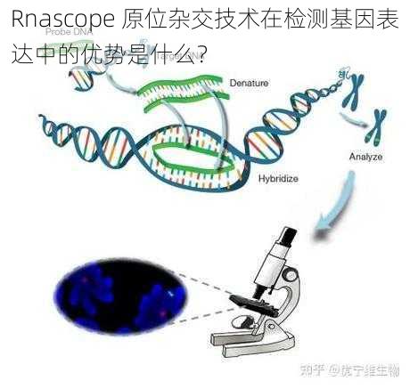 Rnascope 原位杂交技术在检测基因表达中的优势是什么？