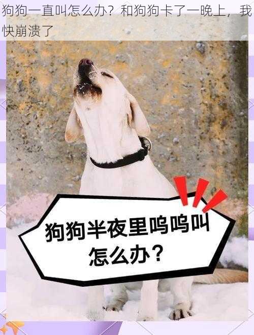 狗狗一直叫怎么办？和狗狗卡了一晚上，我快崩溃了