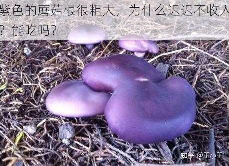 紫色的蘑菇根很粗大，为什么迟迟不收入？能吃吗？