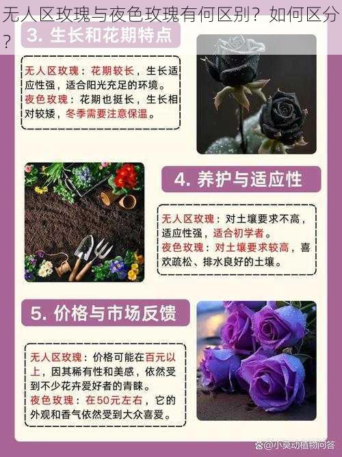 无人区玫瑰与夜色玫瑰有何区别？如何区分？