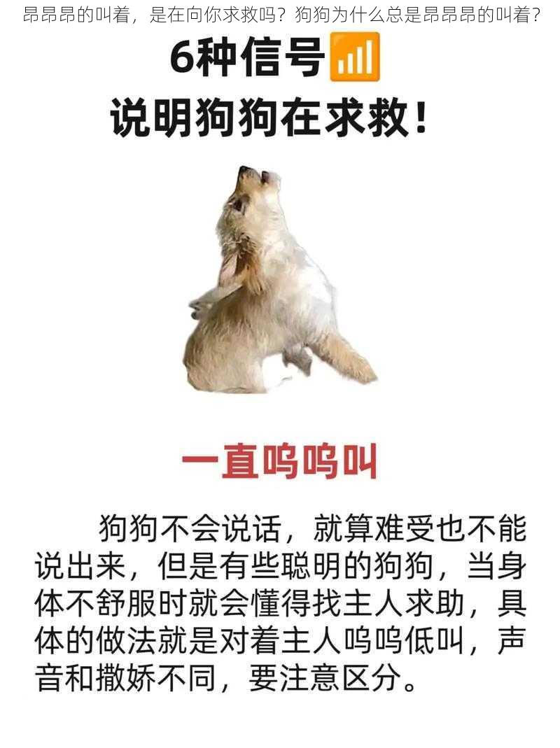 昂昂昂的叫着，是在向你求救吗？狗狗为什么总是昂昂昂的叫着？