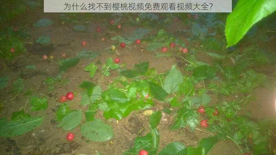 为什么找不到樱桃视频免费观看视频大全？