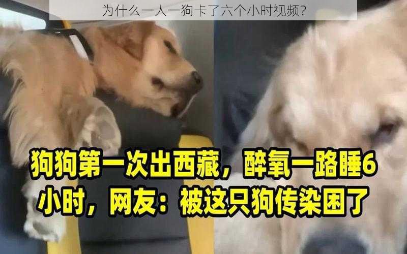 为什么一人一狗卡了六个小时视频？