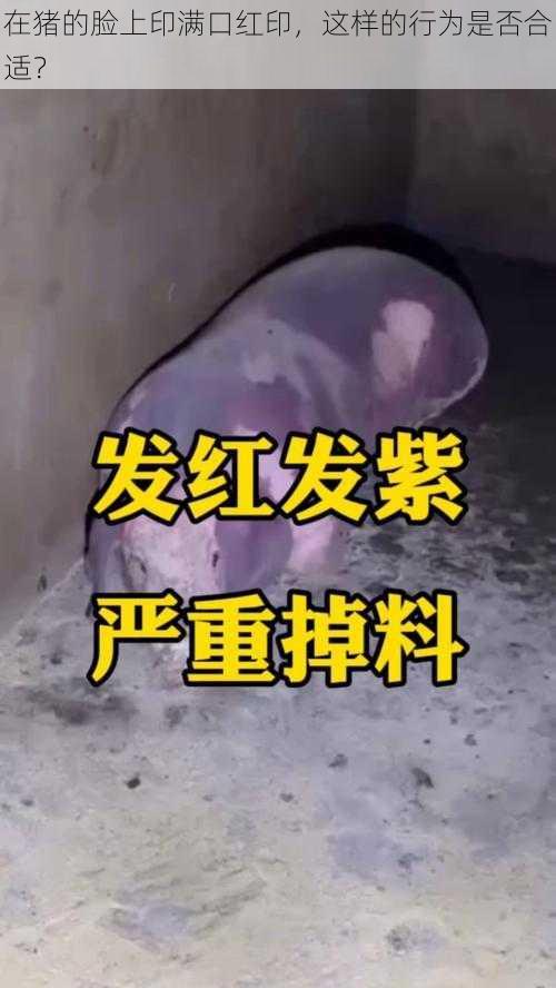 在猪的脸上印满口红印，这样的行为是否合适？