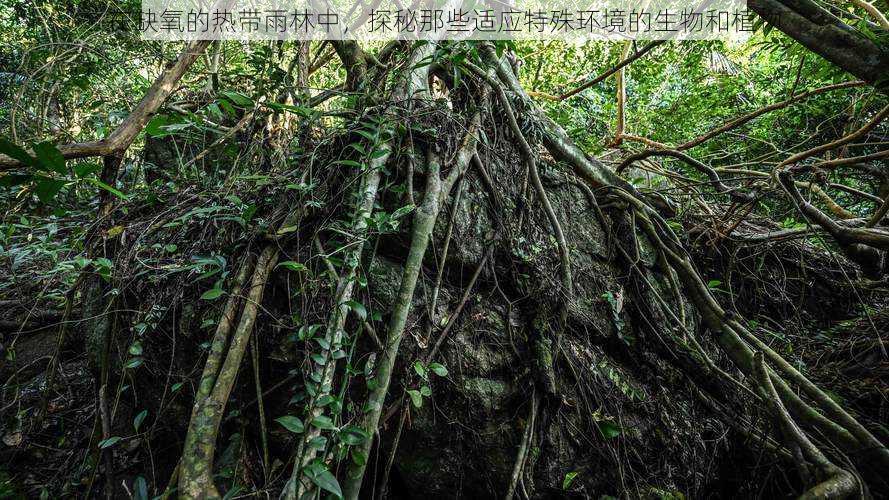 在缺氧的热带雨林中，探秘那些适应特殊环境的生物和植物